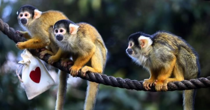 Londra Hayvanat Bahçesi’nde Sevgililer Günü coşkusu