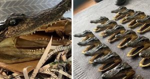 İngiltere’de sıra dışı olay! Onlarca timsah başı…