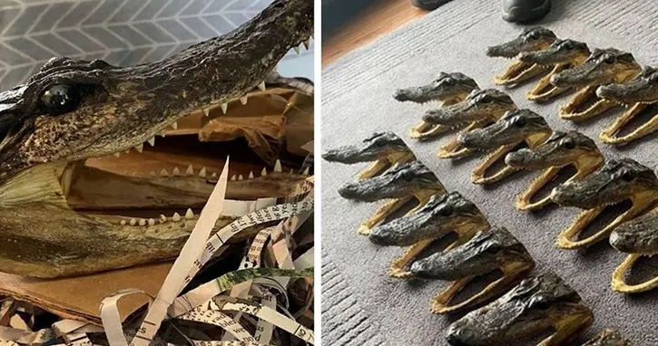 İngiltere’de sıra dışı olay! Onlarca timsah başı…