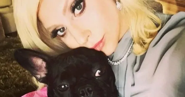 Lady Gaga  köpeklerini çalanlara servet teklif etti