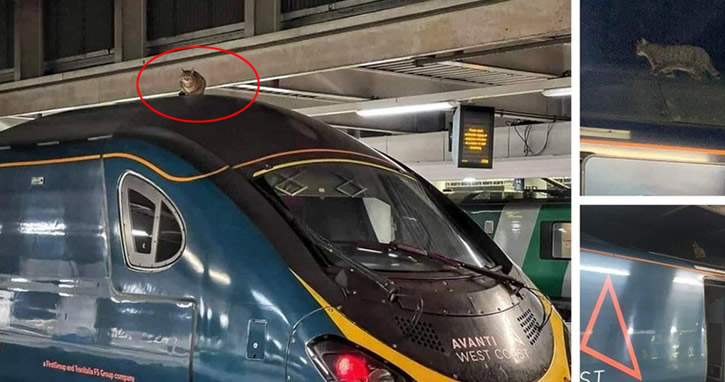 Hızlı tren hattında kedi operasyonu