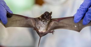 DSÖ: Yarasalardan hayvanlara, hayvanlardan insanlara…