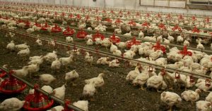 İngiltere’de bir çiftlikte kuş gribine rastlandı