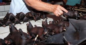 “Sanırım koronavirüsün kaynağını bulduk”