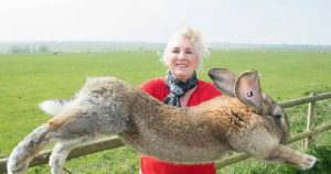 Dünyanın en büyük tavşanı ‘Darius’ göze geldi