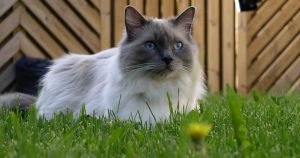 Sahibinden korona virüs kapan kedi öldü