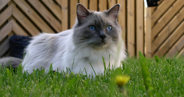 Sahibinden korona virüs kapan kedi öldü