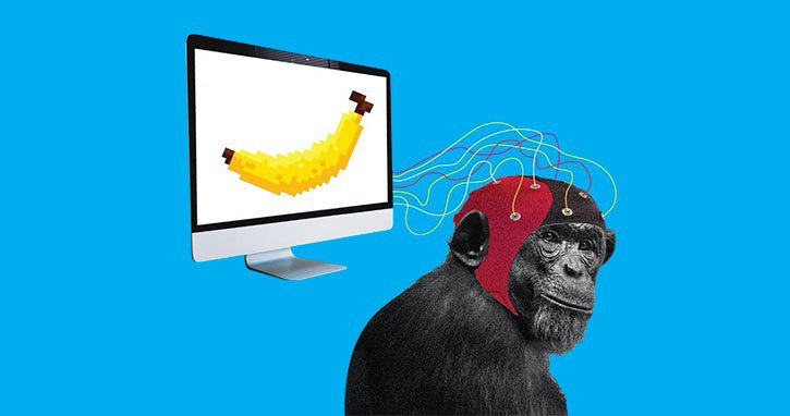 Elon Musk Projesi: Beyniyle Bilgisayarı Yöneten Maymun