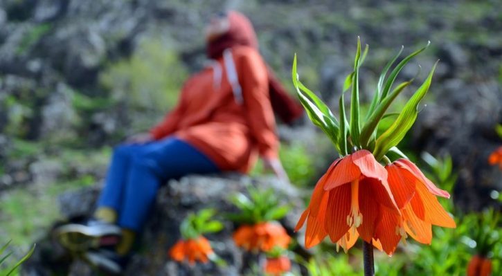 Bu Çiçeği Koparana 80 Bin Lira Ceza!