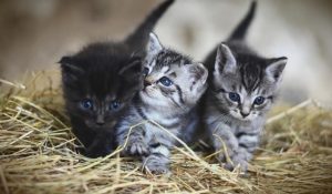 Gizemli kedi hastalığında zehirli mama şüphesi