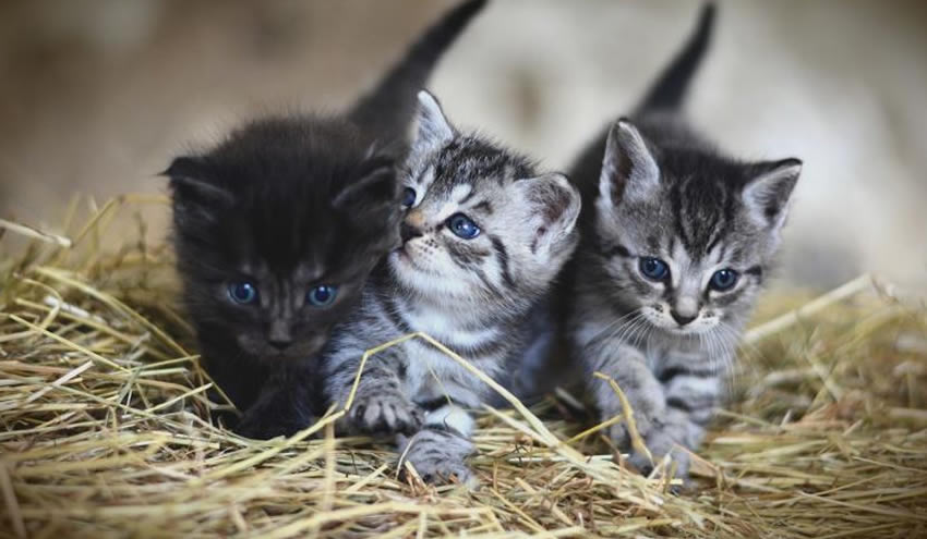 Gizemli kedi hastalığında zehirli mama şüphesi