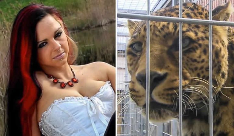 Ünlü model, fotoğraf çekiminde leoparların saldırısına uğradı