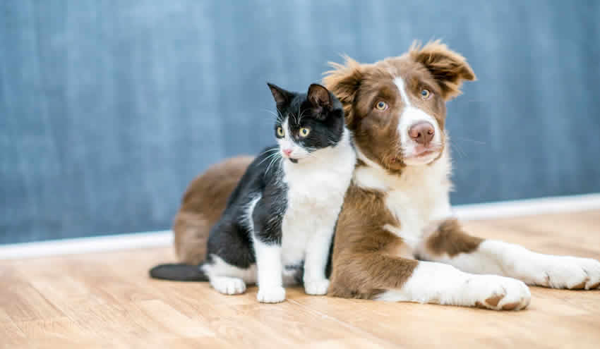 Evcil hayvan hırsızları daha sert cezalarla karşı karşıya kalacak