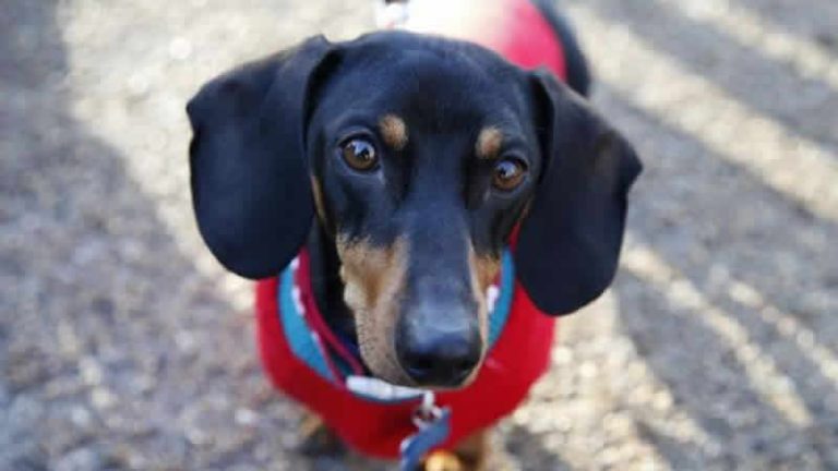 İngiltere’de bir köpeğin korona virüs testi pozitif çıktı