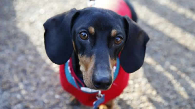 İngiltere’de bir köpeğin korona virüs testi pozitif çıktı