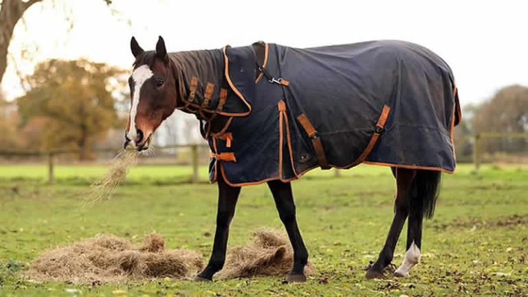 İngiltere’de daha önce görülmemiş  ‘at davası’