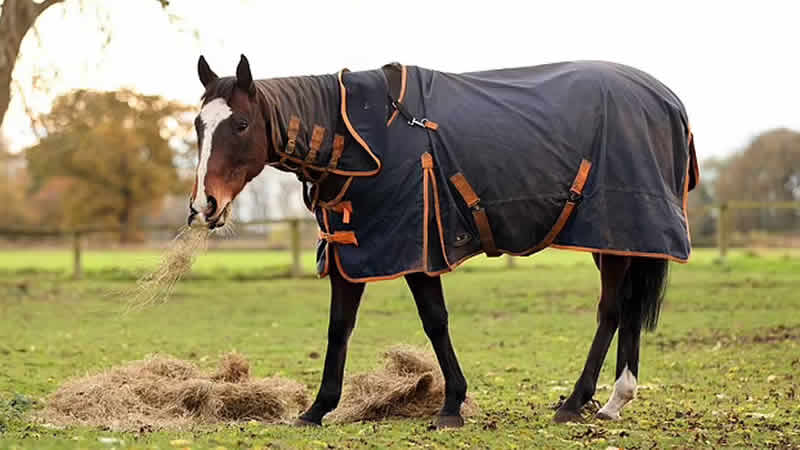 İngiltere’de daha önce görülmemiş  ‘at davası’