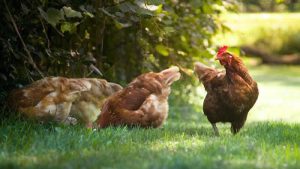 Kuş gribi alarmı! Görülen bölge karantinaya alındı