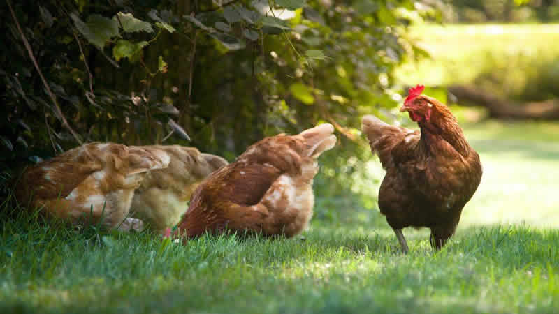 Kuş gribi alarmı! Görülen bölge karantinaya alındı