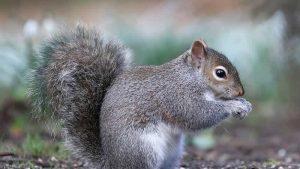 Galler’de 18 kişiyi ısıran sincap yetkililer tarafından uyutuldu