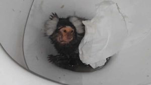 Galler’de maymununa kokain içirmeye çalışan kadına ceza