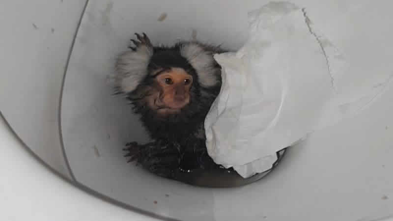 Galler’de maymununa kokain içirmeye çalışan kadına ceza