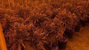 Doğu Londra’da yüklü miktarda esrar ve silah ele geçirildi