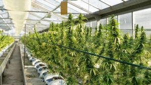 Cannabis: Londra genelinde binden fazla kenevir çiftliği bulundu