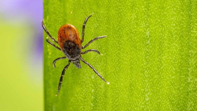 İngiltere’de Ebola benzeri virüs vakası tespit edildi