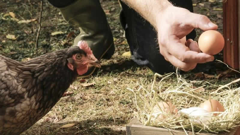 Kuş gribi nedeniyle İngiltere’de gezen tavuk yumurtası satılmayacak
