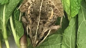 Etiyopya’dan İngiltere’ye ihraç edilen nane paketi içinde canlı kurbağa bulundu