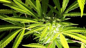 Londra’da sentetik ‘kenevir’ şekeri yiyen kadın hayatını kaybetti