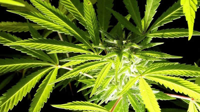 Londra’da sentetik ‘kenevir’ şekeri yiyen kadın hayatını kaybetti