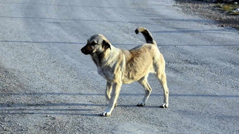 İngiltere hükümeti Türkiye’deki başıboş köpekler için vatandaşlarını uyardı