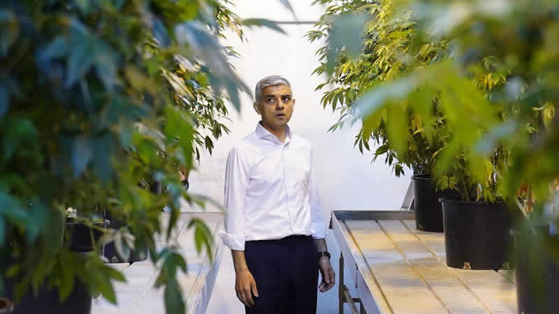 Londra Uyuşturucu Komisyonu, esrarın yasallaştırılması yönündeki çalışmalarına başladı