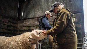 Northumberland ve İskoçya sınırlarındaki kadın çiftçilerin hayatları sergide