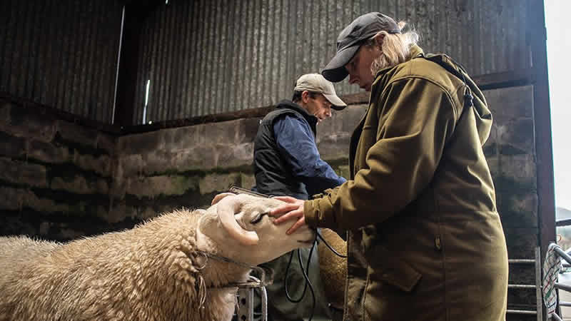 Northumberland ve İskoçya sınırlarındaki kadın çiftçilerin hayatları sergide