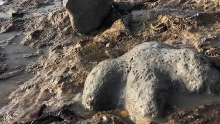 Avrupa’nın “gelmiş geçmiş en büyük ​​kara dinozoru” fosili İngiltere’de bulundu