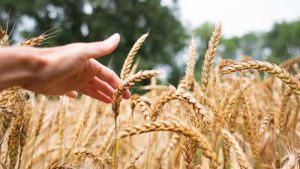 İngiltere: “Rusya’nın Ukrayna’dan buğday çaldığı iddiası derhal soruşturulsun”