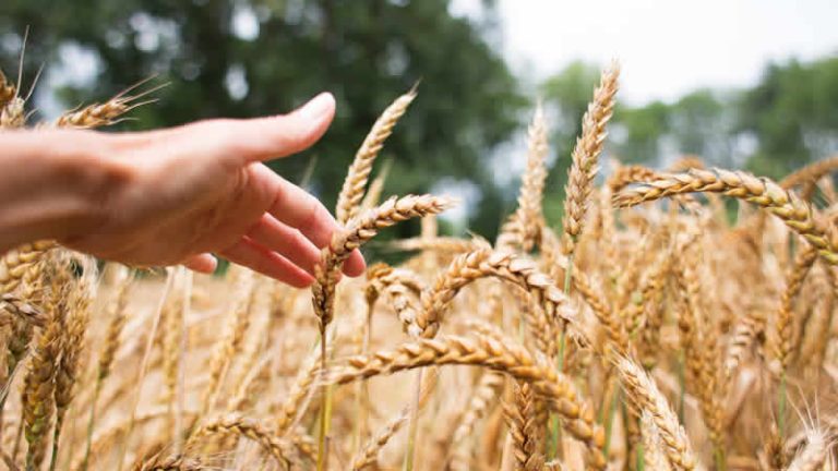 İngiltere: “Rusya’nın Ukrayna’dan buğday çaldığı iddiası derhal soruşturulsun”