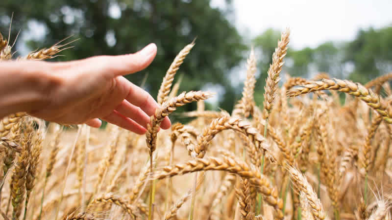 İngiltere: “Rusya’nın Ukrayna’dan buğday çaldığı iddiası derhal soruşturulsun”