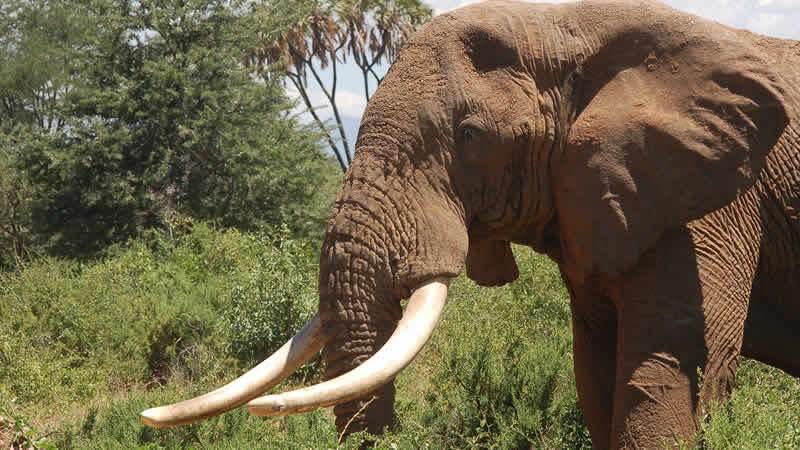 İngiltere’de “fildişi” ürünlere yasak geliyor