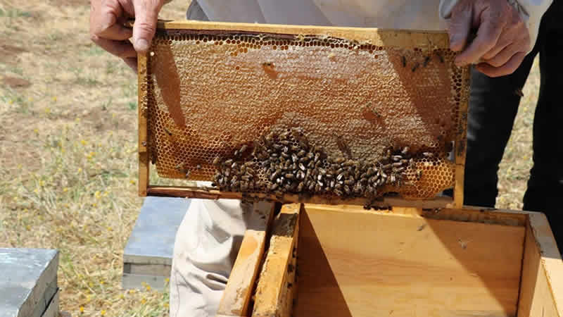 Bingöl balına İngiltere’den ödül