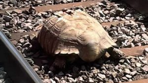 İngiltere’de trenlere ‘dev tosbağa’ engeli