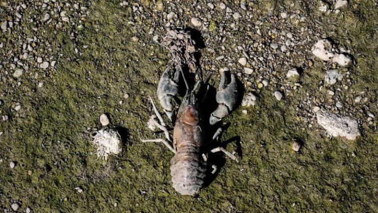 İngiltere’yi kuraklık vurdu: Thames Nehri kuruyor