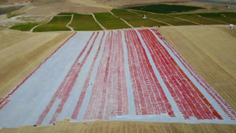 Tarlada üretilip günlerce kuruması bekleniyor! Paketlenerek İngiltere’ye ihraç ediliyor