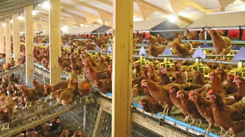 İngiltere’de kuş gribi nedeniyle yaklaşık 3 milyon kuş itlaf edildi