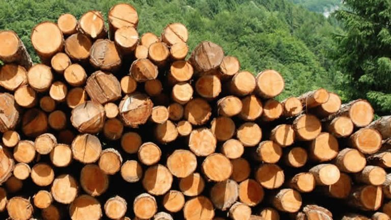 İngiltere’nin Türkiye’den ağaç ve orman ürünleri talebi artıyor