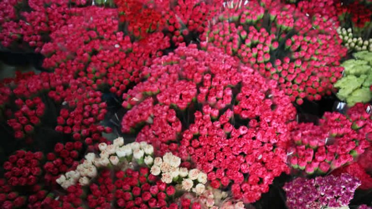 Kraliçe 2. Elizabeth’in cenazesi için Türkiye’den 1,5 milyon dal karanfil