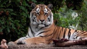 Hindistan’da bir kaplan, polisin düzenlediği operasyonla öldürüldü